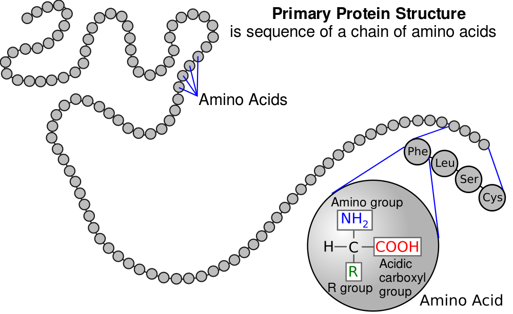 Primary Protein Structure is sequence of a chain of amino acids. Chain of gray circles with a few labeled "Amino Acids". Sequence of four amino acids enlarged, each labeled with their abbreviations: Phe, Leu, Ser, and Cys. One amino acid enlarged and containing the structural formula of a generic amino acid with an H bonded to the left of the central C. From the central carbon, an amino group (NH sub 2) is bonded upward, an R group is bonded downward, and an acidic carboxyl group (COOH) is bonded to the right.