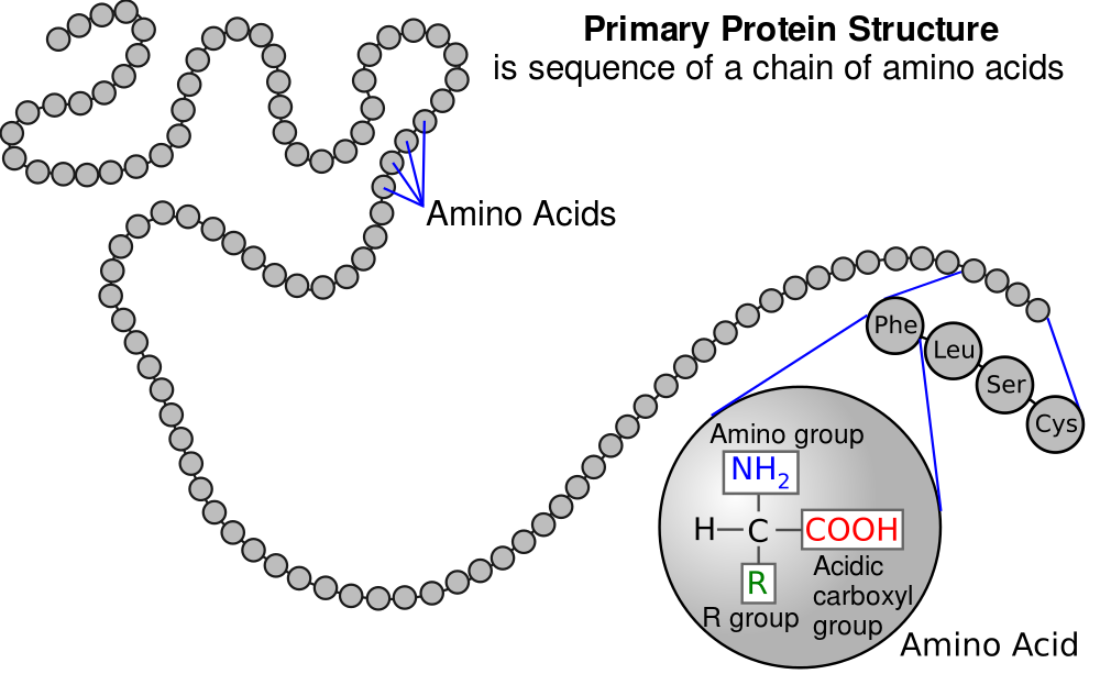 06_1000px-Protein_primary_structure.svg