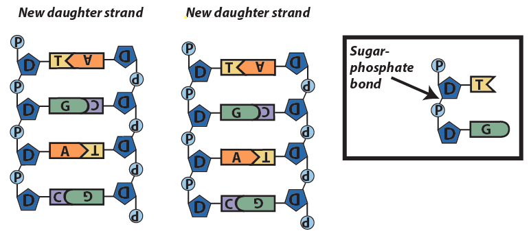 06_new strands showing S-P bonds