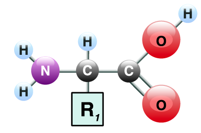 08_amino acid