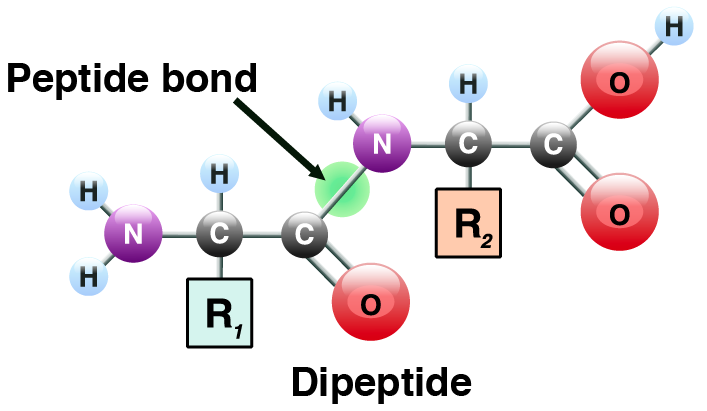 Dipeptide showing a peptide bond between the rightmost carbon on the left half of the molecule and the nitrogen on the left of the right half of the molecule.