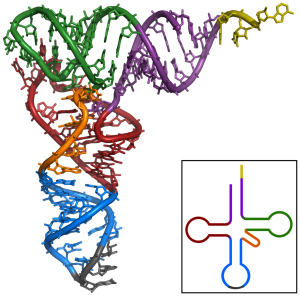 3D model of tRNA with bottom right inset of 2D line drawing.