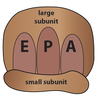 From left to right, the binding sites E, P, and A are aligned to the top of the small subunit and take up the majority of the space of the large subunit.