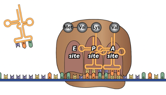 Ribosome with mRNA and tRNAs, showing binding sites E, P, and A, with a growing polypeptide chain Met, Val, Lys, and Val.