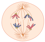 Anaphase 1. Homologous pairs are pulled apart by spindle fibers.