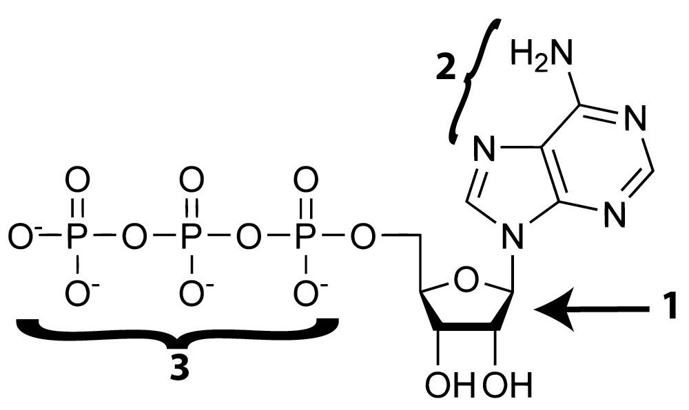 Described under the heading 4. ATP is Life's Key Energy Coupler (and is also important for other reasons)