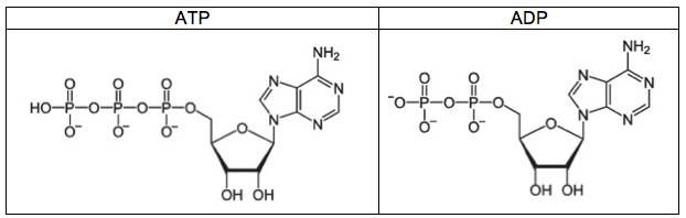 Structural formula of ATP on the left, structural formula of ADP on the right.