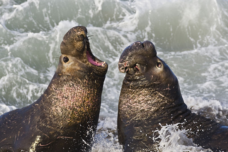 Two Northern elephant seals face each other, with the left one's mouth wide open.