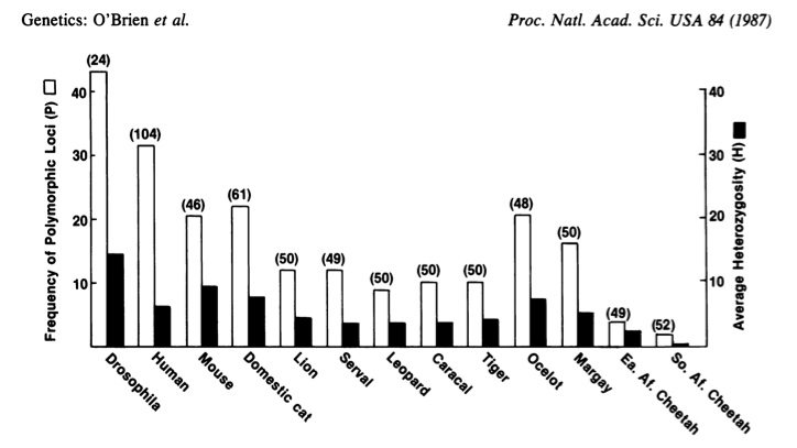 Graph with different species along the x-axis, "Frequency of Polymorphic Loci (P)" along the left y-axis (white bars), and "Average Heterozygosity (H)" along the right y-axis (black bars). Drosophila displays the highest bars for both. Cheetahs have the lowest bars for both.