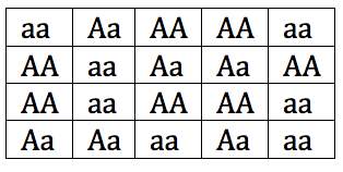 4 by 5 table with the following allele combinations: seven cells have two lowercase a's, six cells have one capital A and one lowercase a, and seven cells have two capital A's.