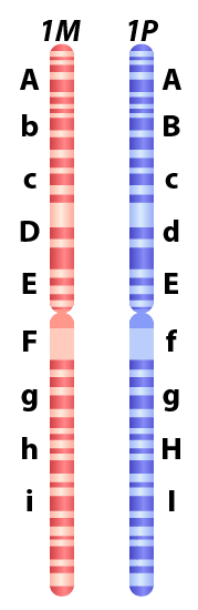 Described under the heading 2. Chromosome number; alleles; somatic vs germ-line cells.
