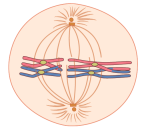 Metaphase 1. Spindle fibers attach to homologous pairs that are aligned along the middle of the cell.