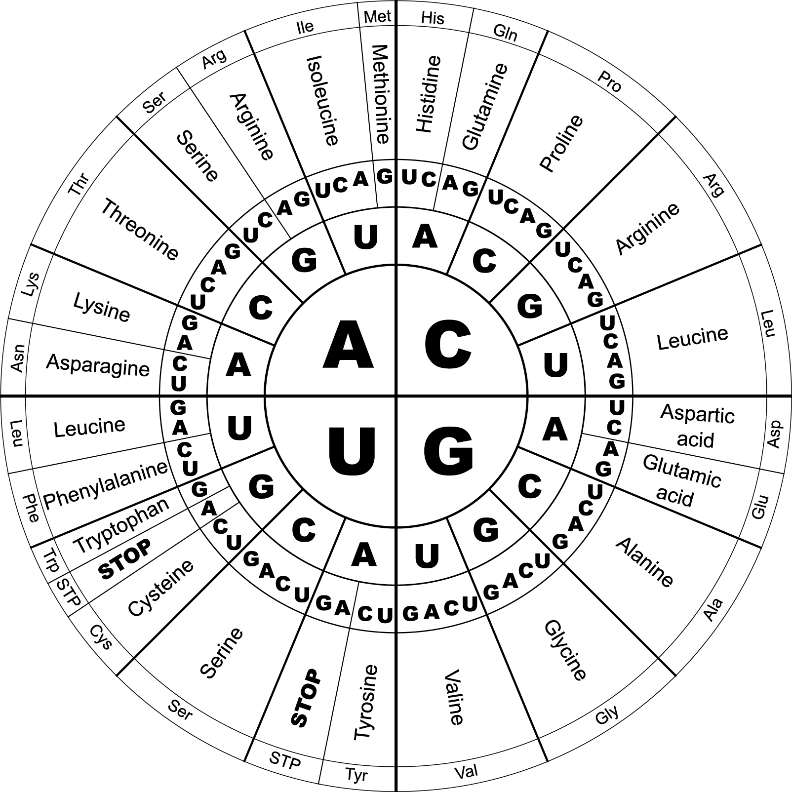 Codon wheel. CCA and CCG both code for proline.