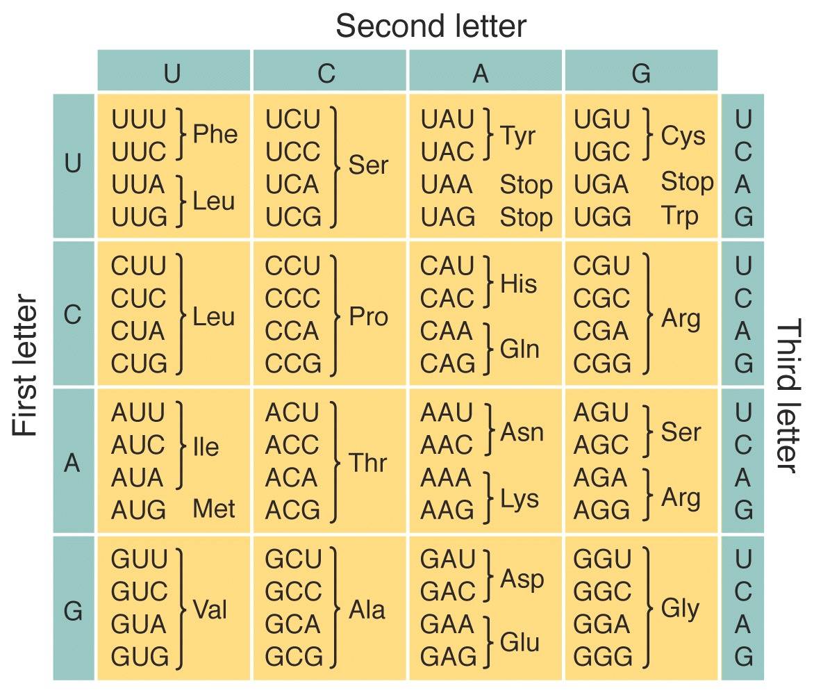 Codon table. Left side is labeled "First letter", top side is labeled "Second letter" and right side is labeled "Third letter". Left column contains one letter in each of the four rows, starting with U and descending to C, A, and G. Top row contains four columns each with one letter, from left to right: U, C, A, G. Rightmost column contains four letters (U, C, A, G) in each of its four rows. Inside the table, the codons are all listed, with their associated amino acids, abbreviated, to the right. For example, the upper left cell contains UUU and UUC for Phe and UUA and UUG for Leu.