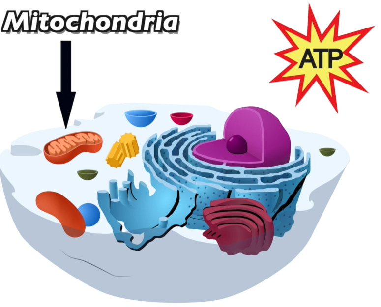 As in this diagram, mitochondria are typically represented as being roughly pill-shaped, with an intestinal-looking ribbon inside, representing the inner membrane.