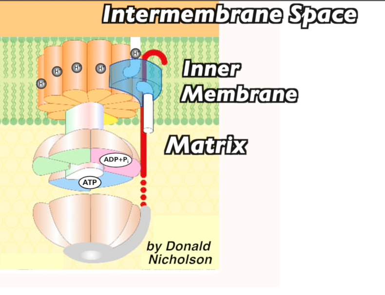 Intermembrane Space at top. Inner Membrane in middle. Matrix at bottom. ATP synthase embedded in the inner membrane and extending into the matrix. By Donald Nicholson.