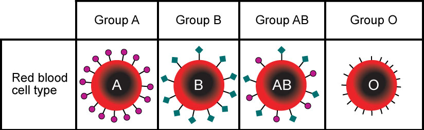 Table with illustrations of each red blood cell type. Group A has A glycoproteins represented by magenta circles. Group B has B glycoproteins represented by teal diamonds. Group AB has both A and B glycoproteins. Group O has neither A nor B glycoproteins.