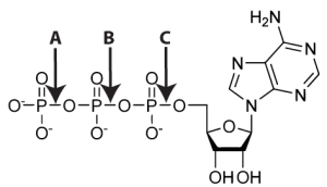 ATP with letters on phosphate bonds