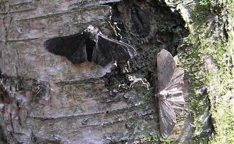 peppered moth(Lichte_en_zwarte_versie_berkenspanner)