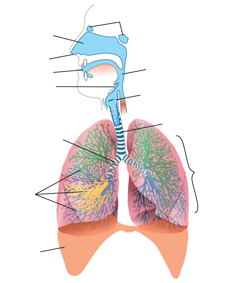 respiratory system diagram without labels