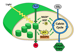 Labeled diagram of photosynthesis in a chloroplast.