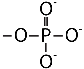 One central P with four surrounding Os. The upper O is double-bonded, and the upper, right, and bottom Os all have a negative charge.