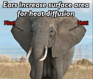 Elephant with text: Ears increase surface area for heat diffusion.