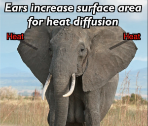 Elephant with ears spread out. Overlay text reads: Ears increase surface area for heat diffusion.