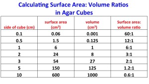 Data table: Calculating Surface Area: Volume Ratios in Agar Cubes. Column 1: Side of cube (cm): 0.1, 0.5, 1, 2, 3, 5, 10. Column 2: Surface area (cm^2): 0.06, 1.5, 6, 24, 54, 150, 600. Column 3: Volume (cm^3): 0.001, 0.125, 1, 8, 27, 125, 1000. Column 4: Surface area to volume ratio: 60 to 1, 12 to 1, 6 to 1, 3 to 1, 2 to 1, 1.2 to 1, 0.6 to 1.