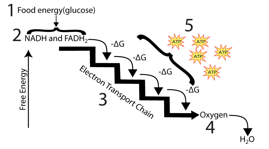 Overview of Energy Flow with NADH and FADH subscript 2 through the electron transport chain. Described under the heading 6. The oxidations and reductions in cellular respiration involve electron carriers.