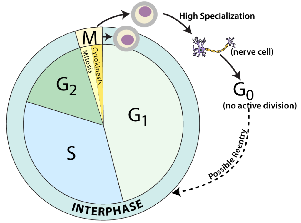 Cell cycle. Interphase, the majority of the cell cycle, is divided into G1, S, and G2. Mitosis, a small portion of the cycle, is divided into mitosis and cytokinesis. An arrow from mitosis points outside the cycle towards a generic cell. Another arrow labeled "High Specialization" points to a nerve cell. A further arrow points to G0 (no active division). Finally, a dotted arrow from G0 back to Interphase is labeled "Possible Reentry".