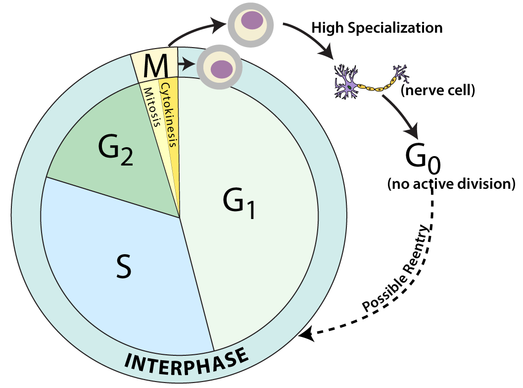 Cell cycle. Interphase, the majority of the cell cycle, is divided into G subscript 1, S, and G subscript 2. Mitosis, a small portion of the cycle, is divided into mitosis and cytokinesis. An arrow from mitosis points outside the cycle towards a generic cell. Another arrow labeled "High Specialization" points to a nerve cell. A further arrow points to G subscript 0 (no active division). Finally, a dotted arrow from G subscript 0 back to Interphase is labeled "Possible Reentry".