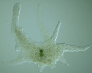 04a_chaos_carolinense-amoeba
