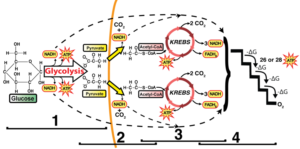 Diagram of four phases of cellular respiration. Described under the heading 7. Cellular respiration occurs in four phases.