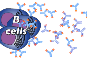 06_plasma-cells-secreting-antibodies