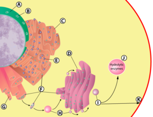 07b_nucleus_er_golgi_lysosome_membrane-lettered