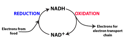 NADH and NAD superscript + cycle. NAD superscript + with electrons from food is reduced to NADH. NADH is oxidized to NAD superscript + and releases electrons for the electron transport chain.