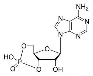 800px-cyclic-adenosine-monophosphate-2d-skeletal