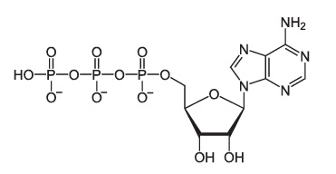 Adenosine triphosphate (ATP) contains three phosphate groups.