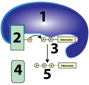 Described under the heading 4. Substrate level phosphorylation creates a small amount of ATP.