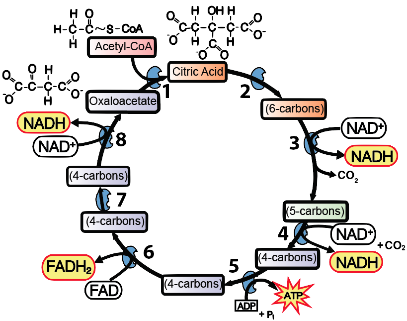 Krebs cycle. Described under the heading 3a. Some Details.