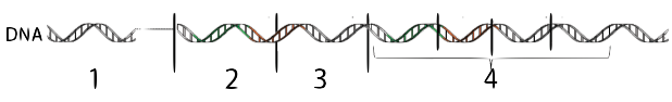 DNA segment separated into numbered sections (1, 2, 3, 4). Described under the heading 2. Operons: Description and Definition.