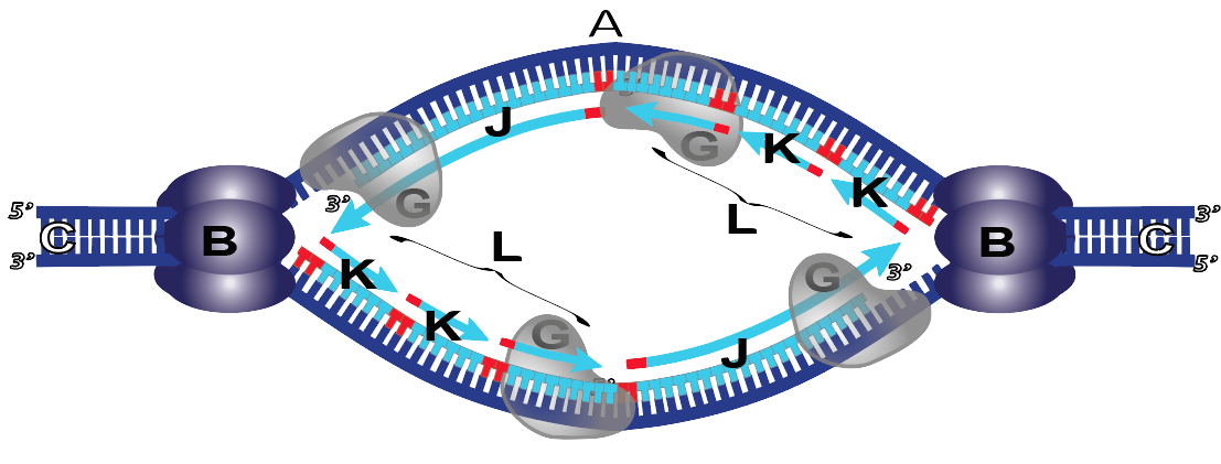 Replication bubble. A labels the bubble of separated strands. B labels the enzymes on either side of A. C labels the DNA strands that are still together. G labels enzymes attached to each separated strand and adding nucleotides to them. J indicates newly added nucleotides. K indicates added nucleotides in small segments. L indicates the lagging strand.