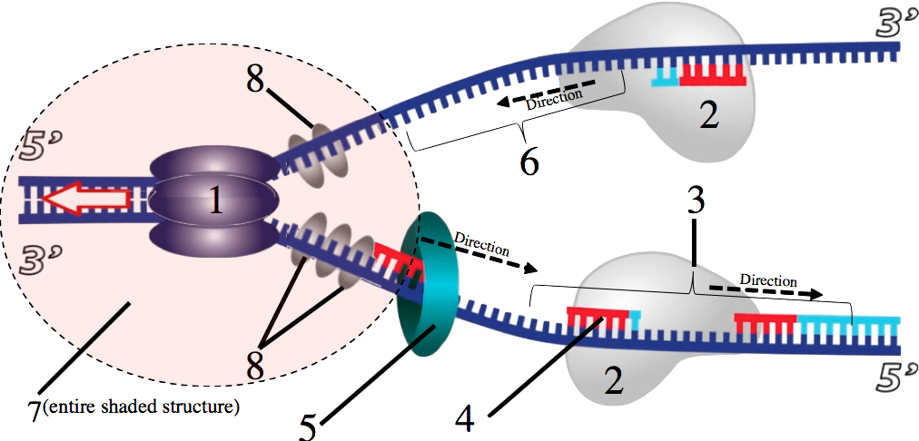 1. Enzyme attached to DNA strands at the point where they separate. 2 is an enzyme on the separate strands that is attaching new nucleotides in the direction of the 5' end of the template strand. 3 is the new strand that is being built in fragments. 4 is small segments of RNA. 5 is an enzyme on the lagging strand moving in the 5' direction of the template strand. 6 is the leading strand. 7 encompasses the DNA strand around either side of enzyme 1 and the point where the two strands separate. 8 indicates the enzymes attached to the separated strands just past enzyme 1.