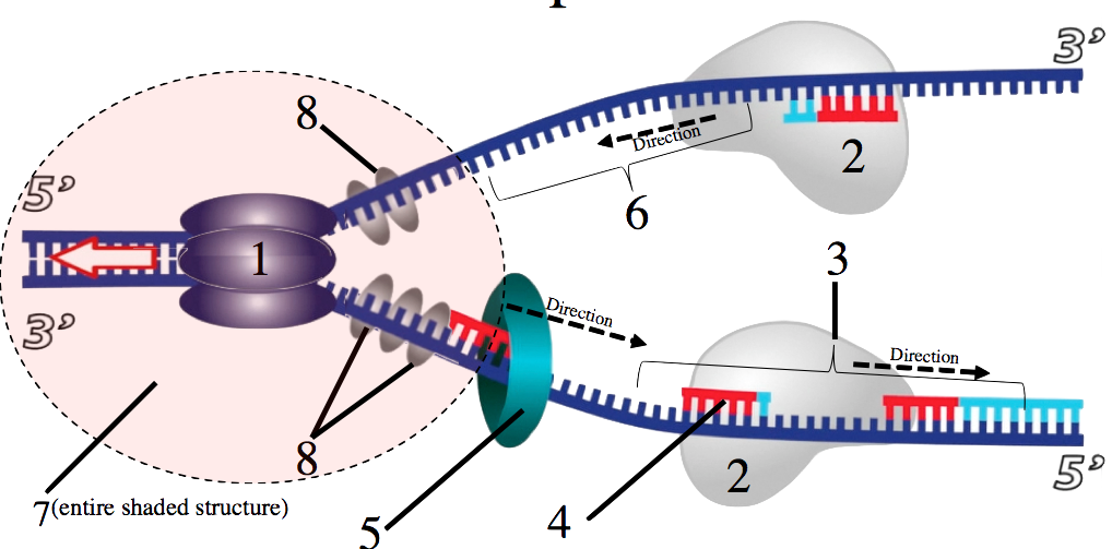 31_dna-replication-smv-numbered