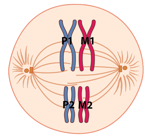 Spindle fibers attach to the chromosomes. The P chromosomes are on the left and the M chromosomes are on the right.