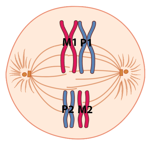 Spindle fibers attach to the chromosomes. The M1 and P2 chromosomes are on the left and the P1 and M2 chromosomes are on the right.