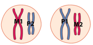 M1 and P2 are in the left cell. P1 and M2 are in the right cell.