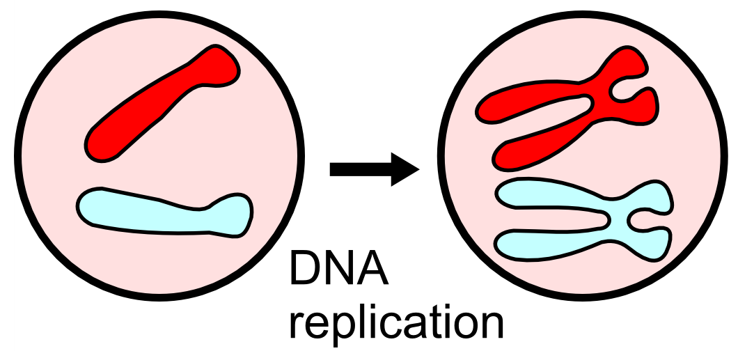 DNA replication produces identical sister chromatids.