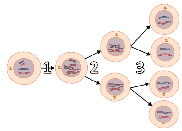 Initial cell has two sets of chromosomes. After stage 1, the cell contains two sets of paired chromosomes. In stage 2, the cell divides into two and each contains two paired chromosomes. In the bottom cell, the paired chromosomes have exchanged small segments, so the colors are not uniform throughout. In stage 3, the cells divide again to form a total of 4 cells, each containing two non-matching, non-paired chromosomes. The configuration of each chromosome is a little unique.